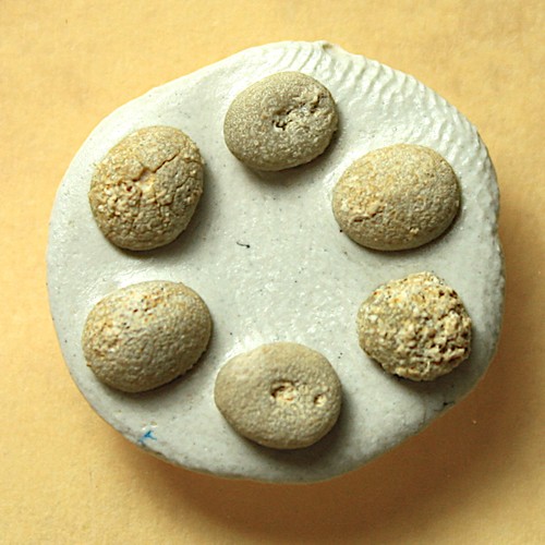 Fossile seeigel echinocyamus - 6,
