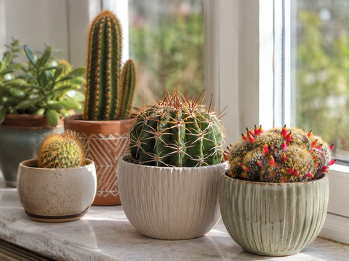 Melocactus matanzanus