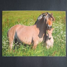 Pferdepostkarte AK Pferd Korsch Norwegerstute mit Fohlen 08/2018