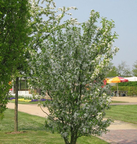 Zierapfel red obelisk - zierapfel,