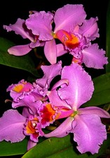 Cattleya species giant - cattleya,