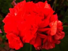 Geranie  Dod`s super double