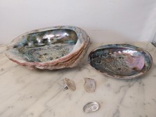 Konvolut Abalone Muscheln