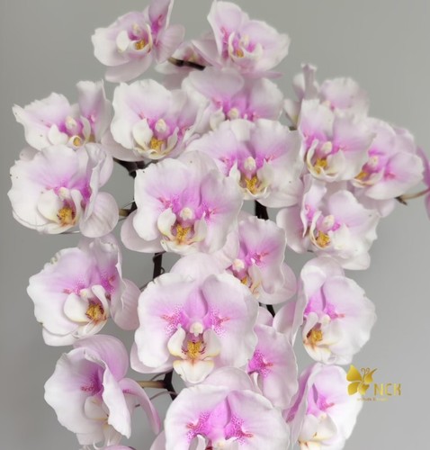 Orchidee phalaenopsis hybr - orchidee,