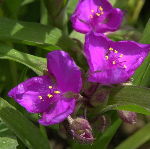 Dreimasterblumen valour - dreimasterblumen,