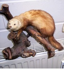 Tierpräparat Steinmarder