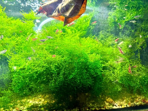 Garnelen moos aquarium - garnelen,