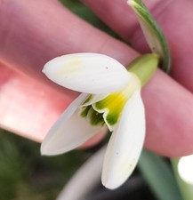 Galanthus "Chameleon" Schneeglöckchen mit sehr schöner Blüte, 1 Zwiebel -Bild