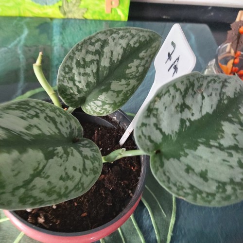 Scindapsus pictus efeutute - pictus,
