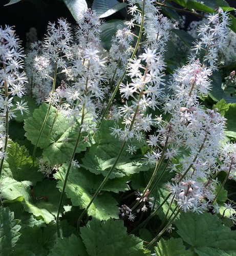 Herzblättrige schaumblüte - herzblättrige,