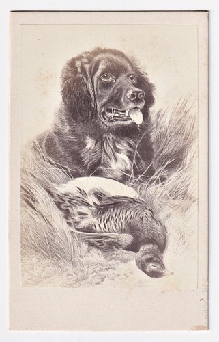 Jagdhund mit fasan hund - jagdhund, /