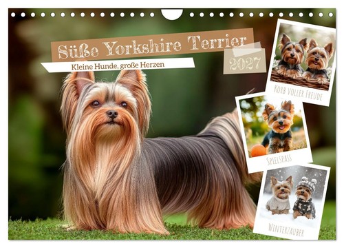 Süße yorkshire terrier - yorkshire,