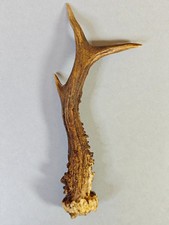 Natural Roe Deer Antler