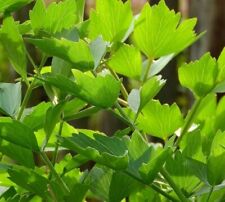 LIEBSTÖCKEL 200 Samen