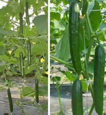 Riesen-Klettergurke Pflanzen für die Wohnung das Haus Rarität Zimmerpflanzen Set