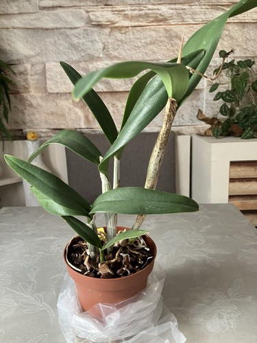 Cattleya blazing treat - blazing,