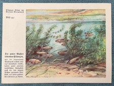 Natur-Bilder + Berliner