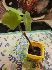 Zimmerlindenableger für  die