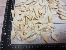 TOP echte Wildschwein Zähne