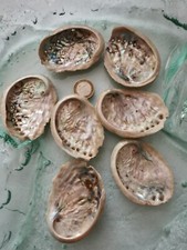 7 Stück PAUA ABALONE-Muscheln