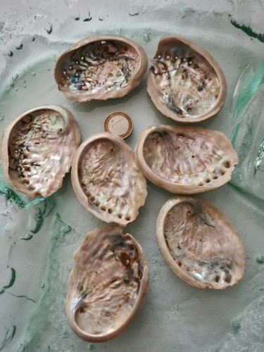 Stück paua abalone muscheln - stück, abalone-muscheln