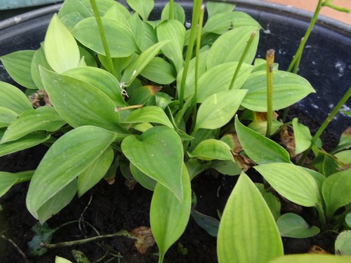 Minihosta funkien hosta - minihosta,