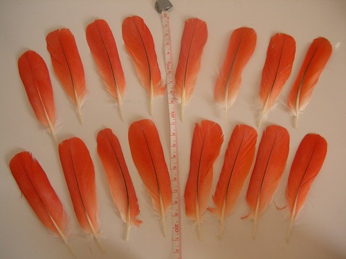 Rote vogelfeder papagei - rote, vogelfeder-
