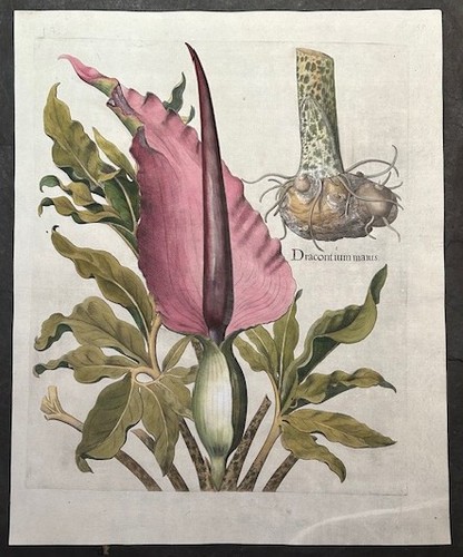 BESLER,DRACONTIUM