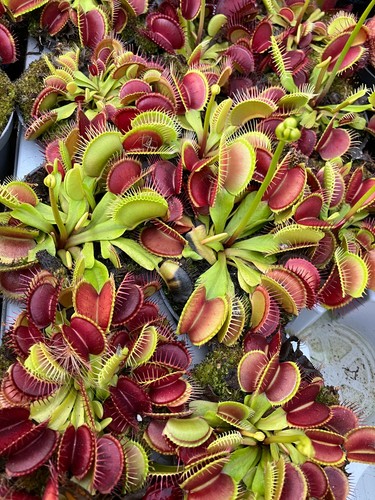 Dionaea muscipula