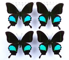 Set 4 x Papilio arjuna