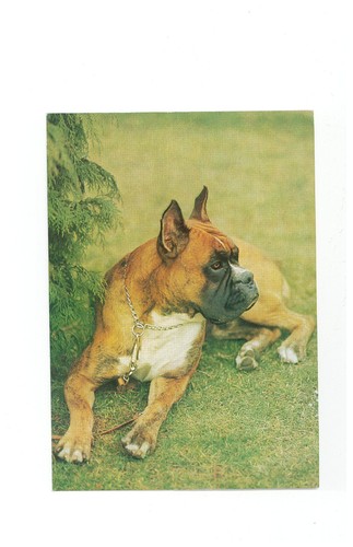 Ansichtskarte boxer hund - boxer,