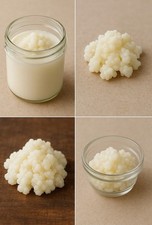 Frische milchkefir knollen - frische, –