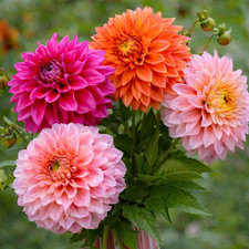 Dahlien  4 Knollen/Bacardi