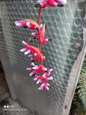 Bromelie Aechmea weilbachii