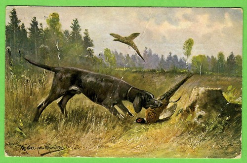 Jagdhund fasan jagd alte - jagd,,