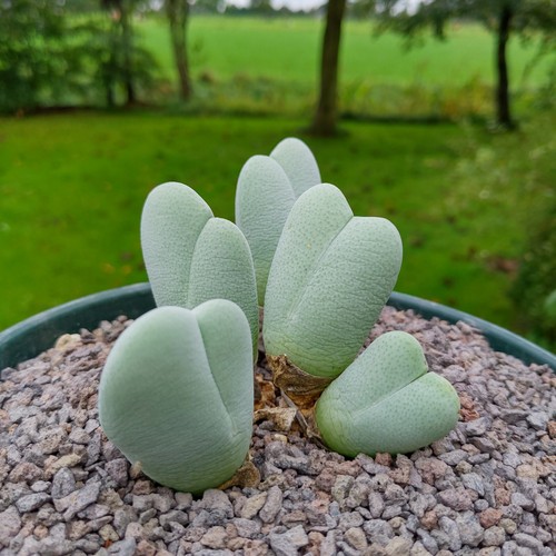 Cheiridopsis pillansii