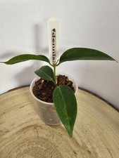 heavenly HOYA Hoya dennisii