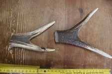 Hirschkrone Geweihstange