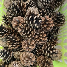 5 Kiefernzapfen, Pinienzapfen
