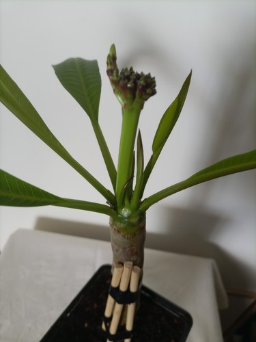 Weiß gelbe frangipani - 1,