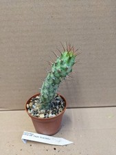 Euphorbia prona aff. Cape Guardaful, kakteen sukkulenten Kaktus