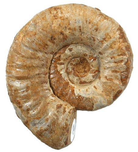 Malm mirosphinctes sp - ,