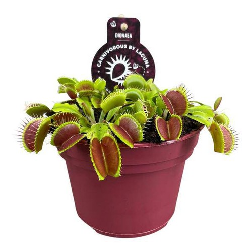 Venusfliegenfalle dionaea - venusfliegenfalle,