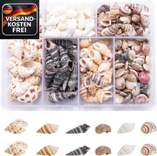 Muscheln zum Basteln 100