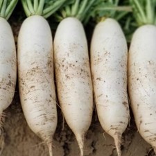 Gemüsesamen Rettichsamen Ca