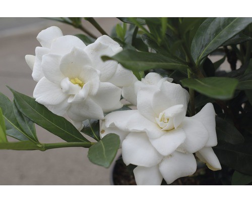 Gardenie floraself gardenia - floraself,
