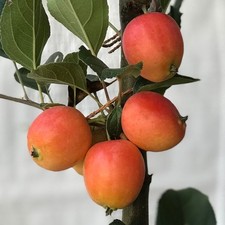 John Downie  Zierapfel Apfel