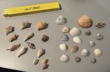 Muschel Sammlung