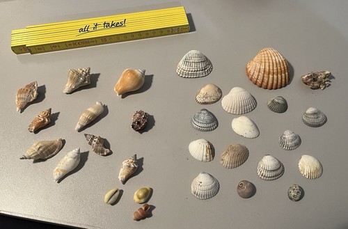 Muschel sammlung - muschel,