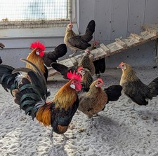 Bruteier 10 Stück Zwerg